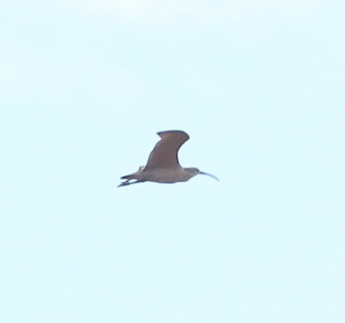 Long-billed Curlew - ML601942591