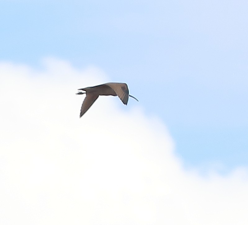 Long-billed Curlew - ML601942631