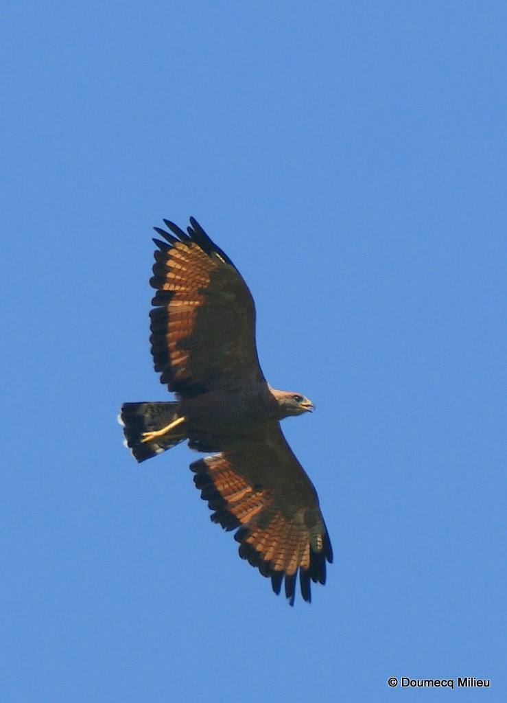 Savanna Hawk - Ricardo  Doumecq Milieu