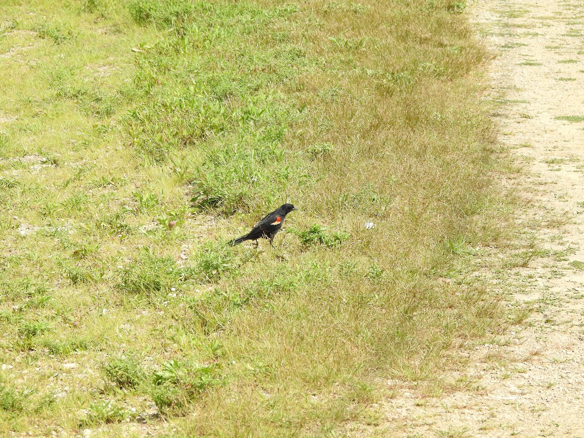 Red-winged Blackbird - ML601943311