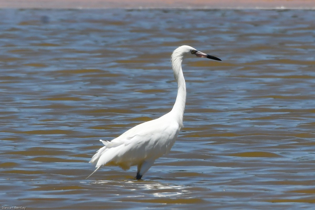 Reddish Egret - ML601943551