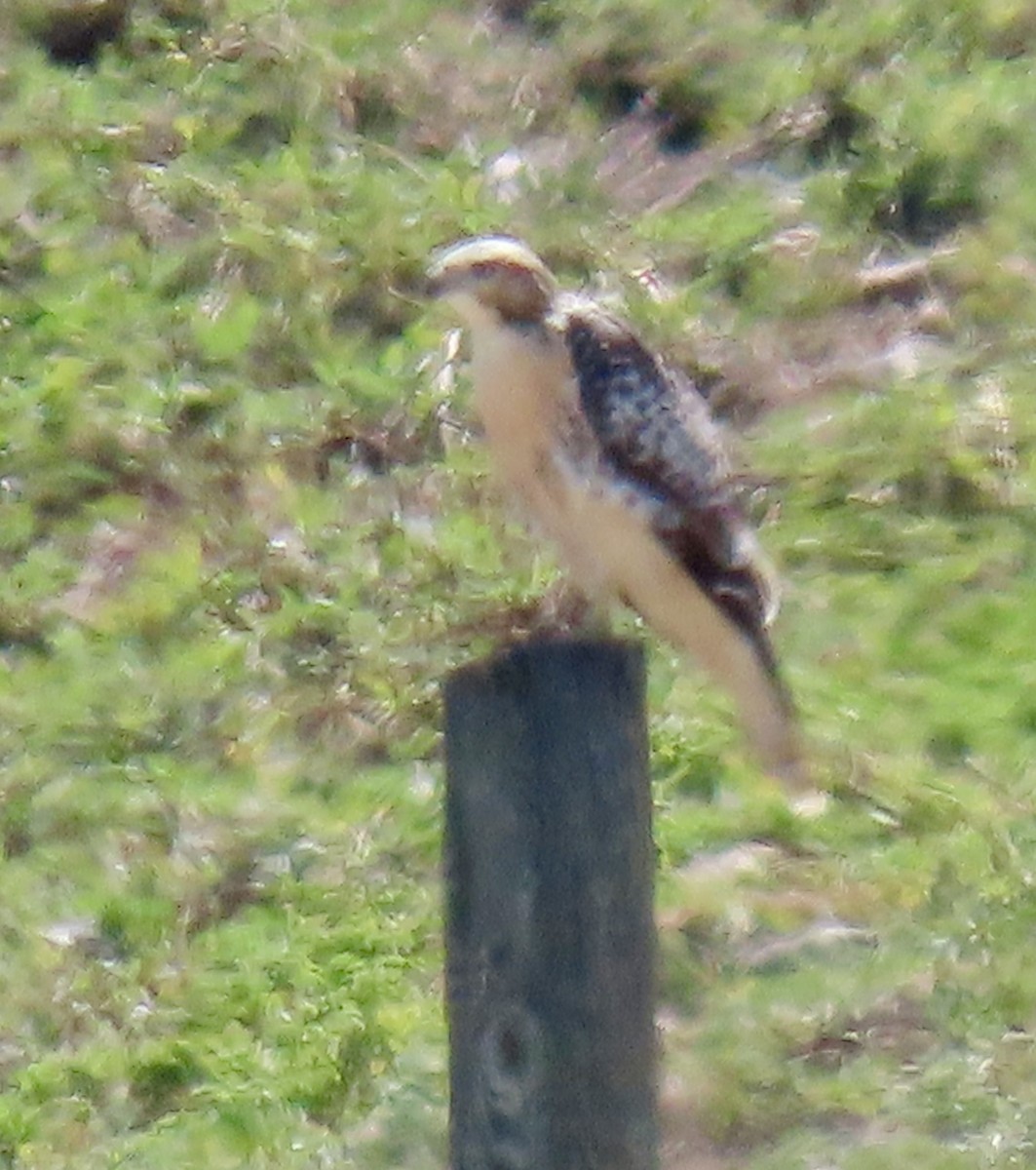 Red-tailed Hawk - Jonathan Montgomery