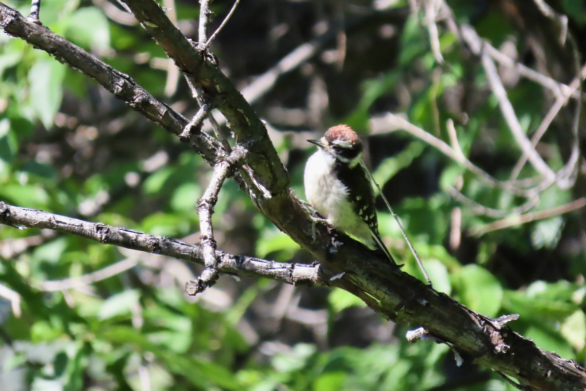 Downy Woodpecker - Jonathan Montgomery