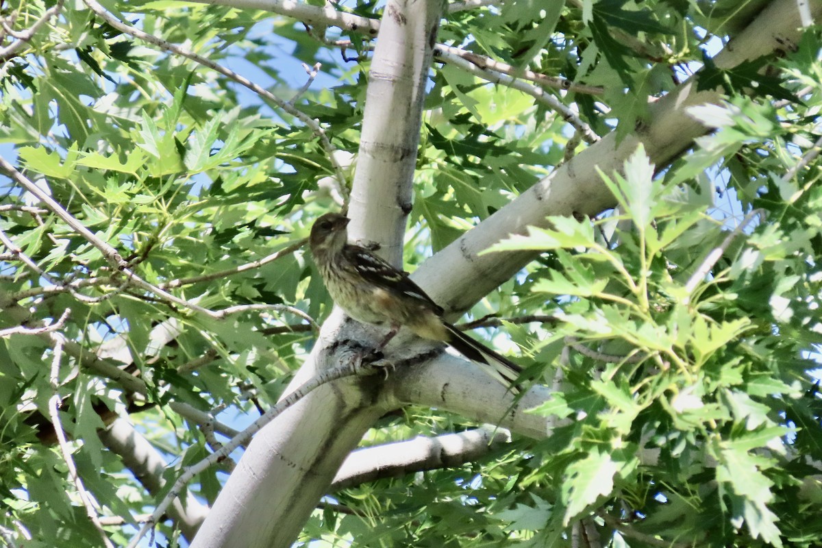 Spotted Towhee - Jonathan Montgomery