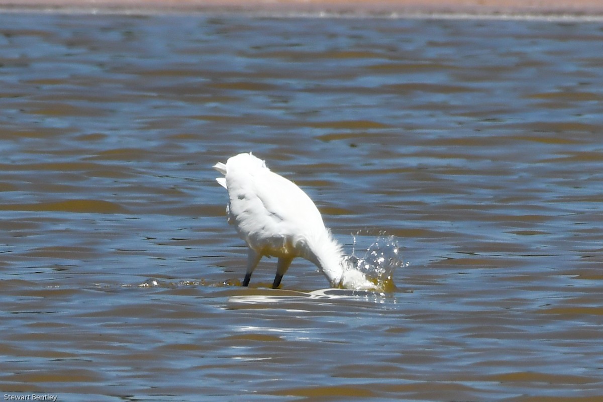 Reddish Egret - ML601944621