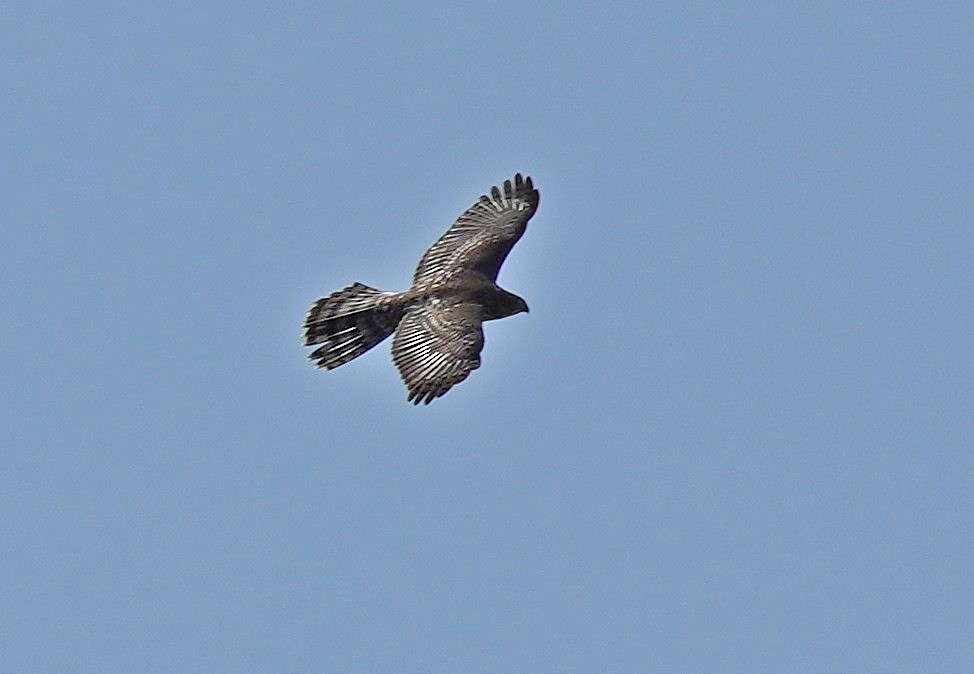 Cooper's Hawk - Dennis Mersky