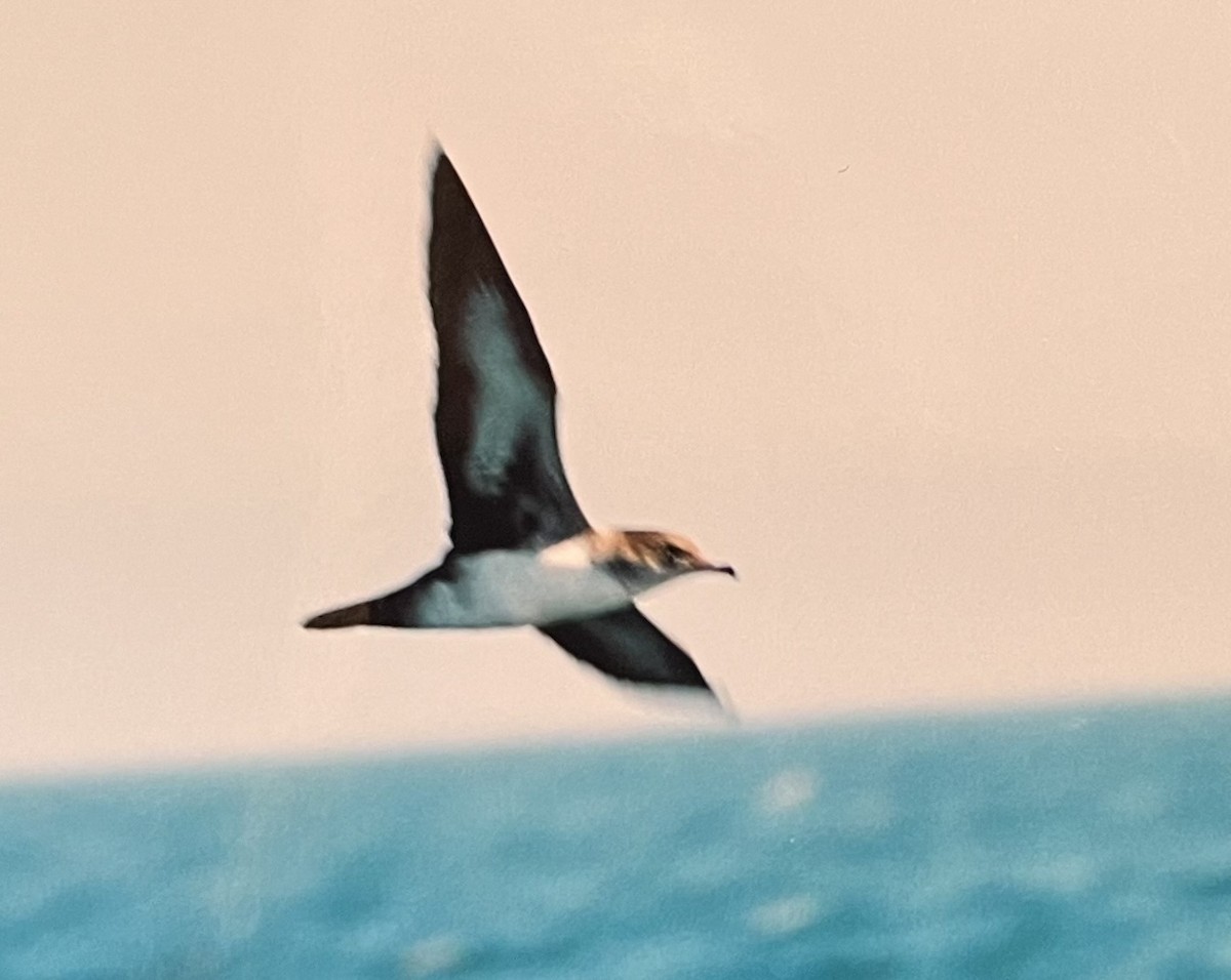 Pink-footed Shearwater - ML601945521