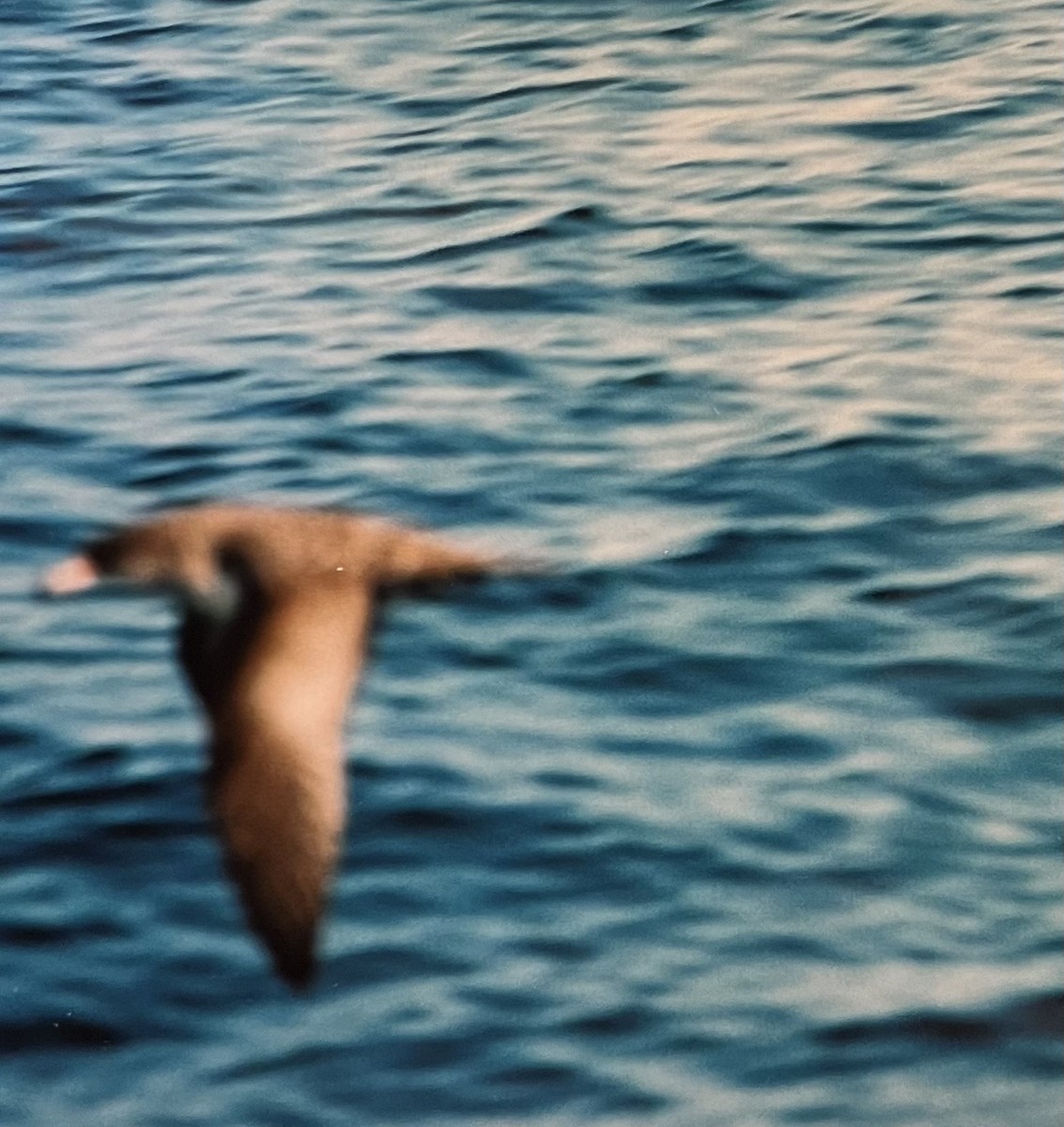 Pink-footed Shearwater - ML601946021