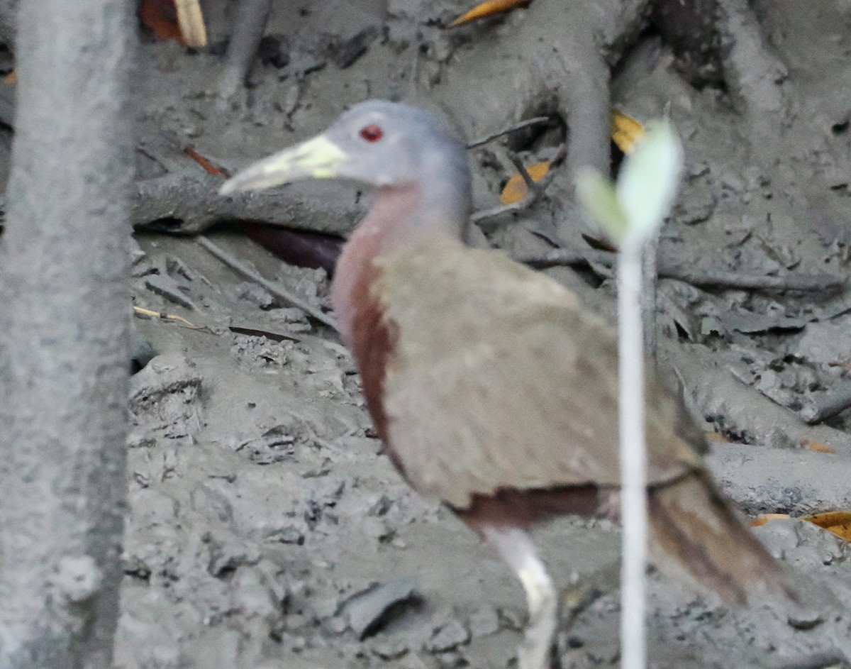 Chestnut Rail - ML601946041