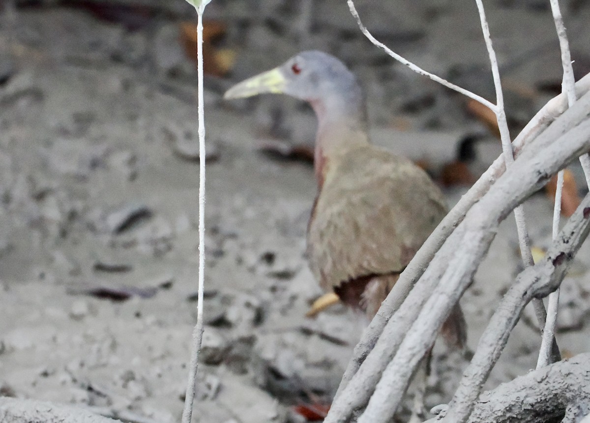 Chestnut Rail - ML601946051