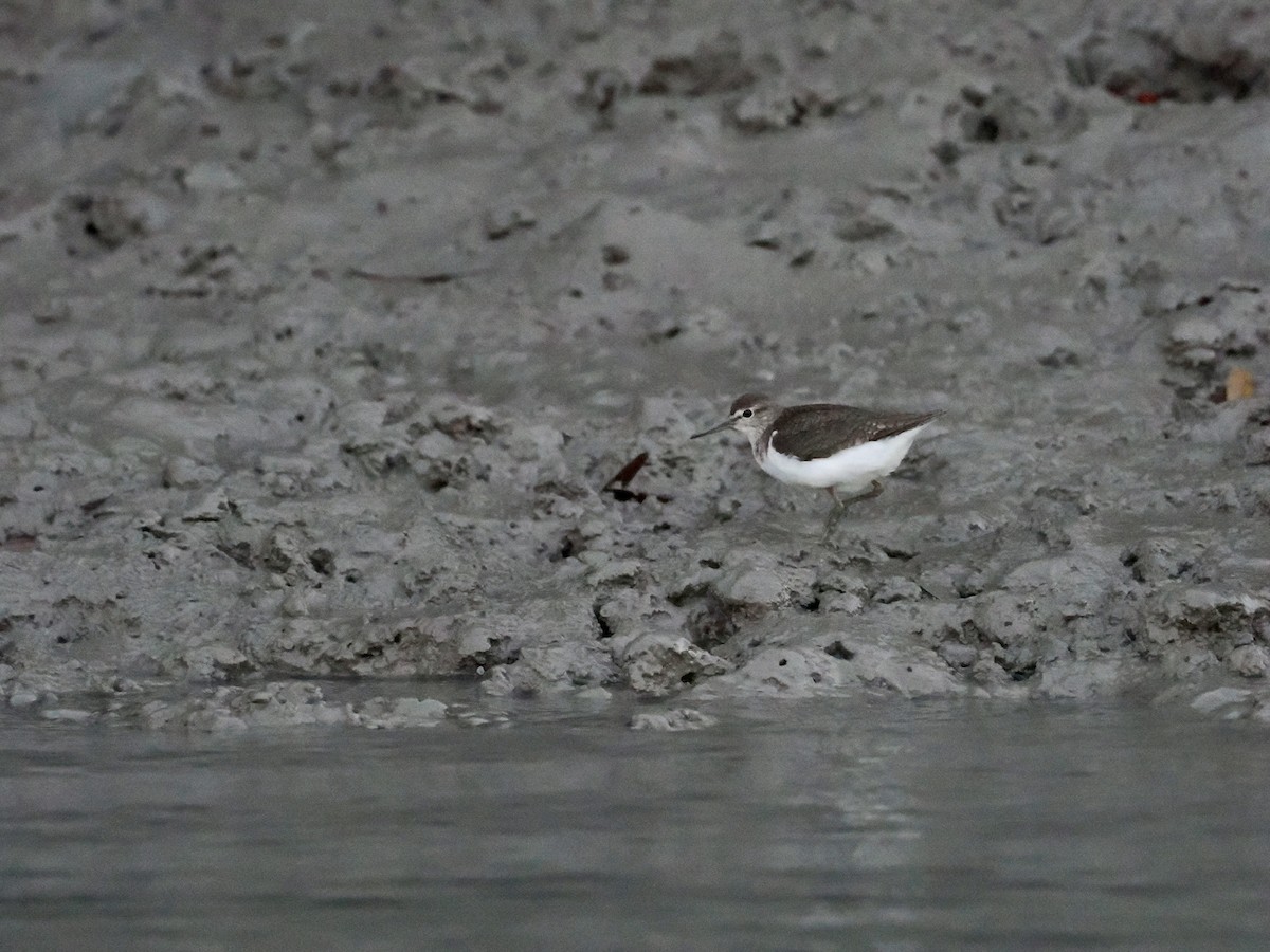 Common Sandpiper - ML601946091