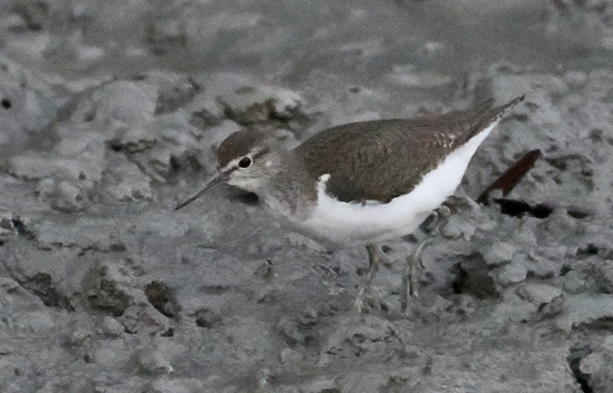 Common Sandpiper - ML601946101