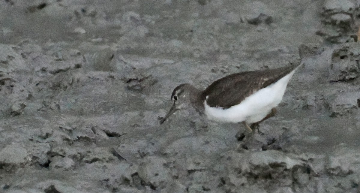 Common Sandpiper - ML601946111