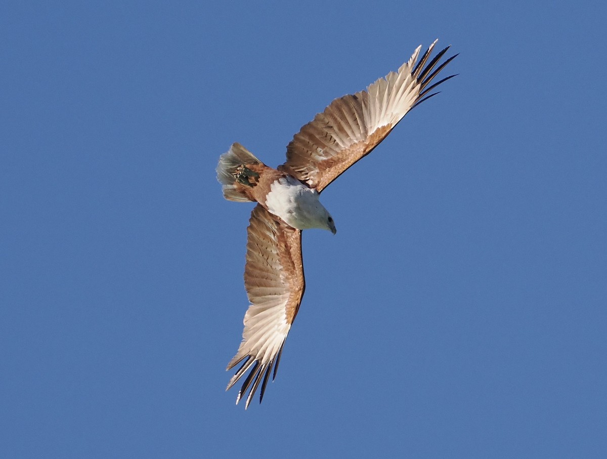 Brahminy Kite - ML601946271