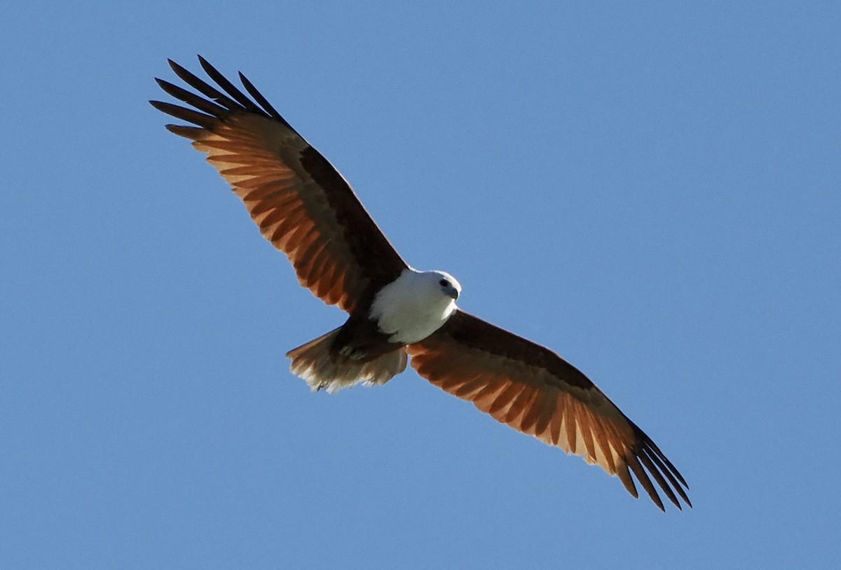 Brahminy Kite - ML601946281