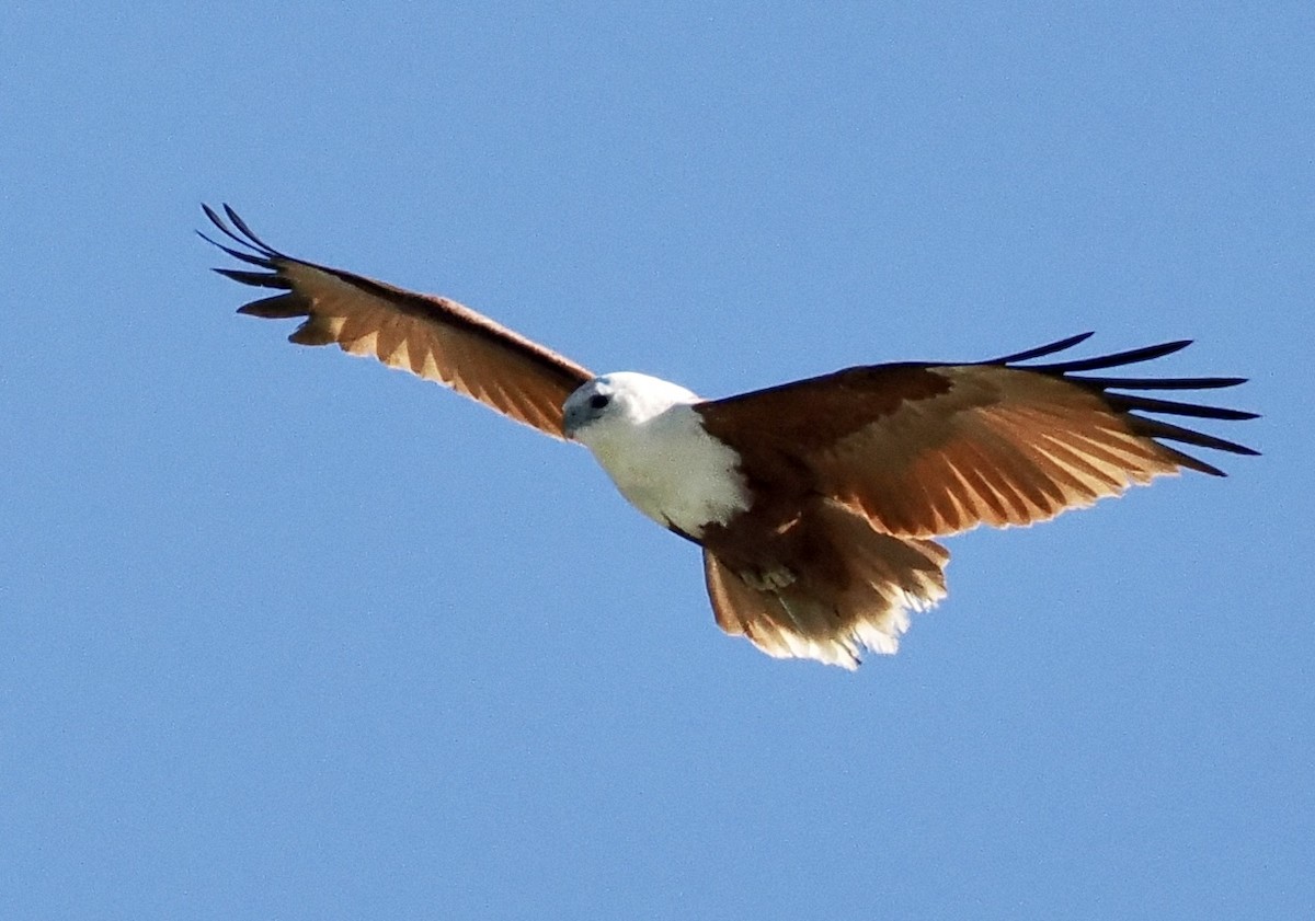 Brahminy Kite - ML601946291