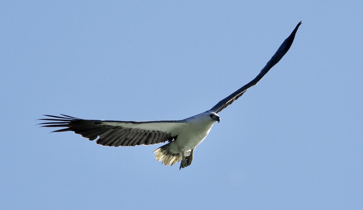 White-bellied Sea-Eagle - ML601946451