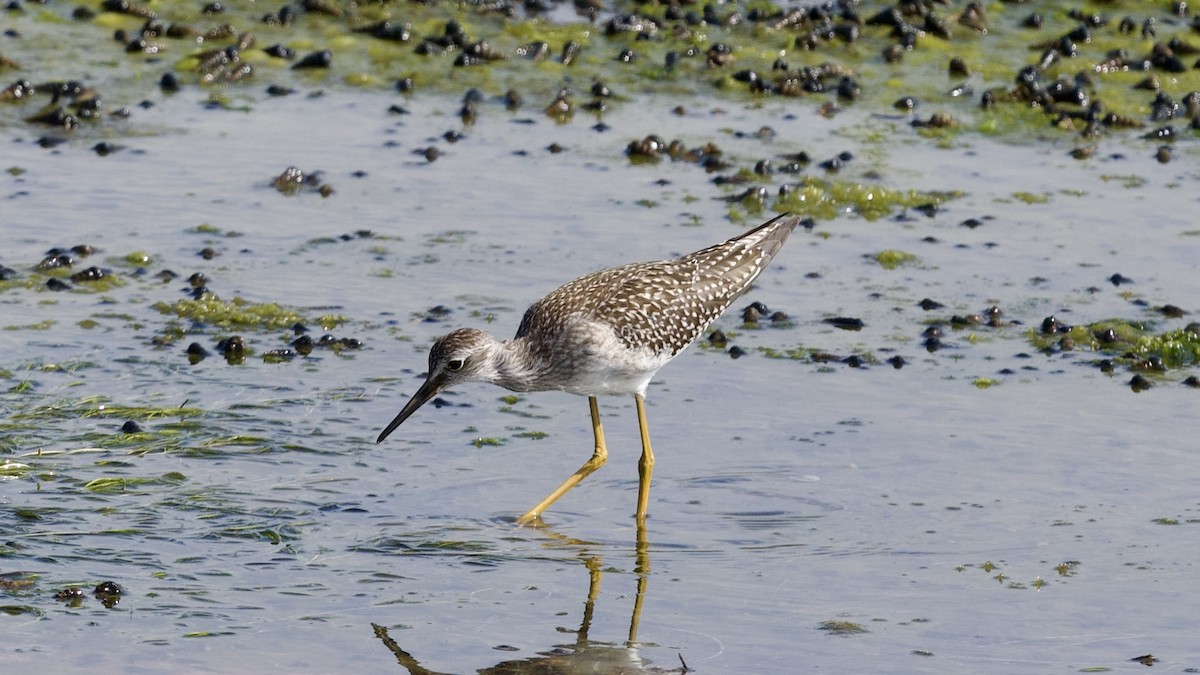 Lesser Yellowlegs - ML601946631