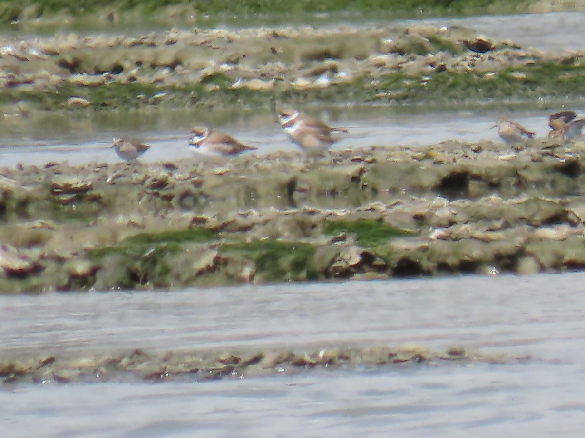 Semipalmated Plover - ML601946981