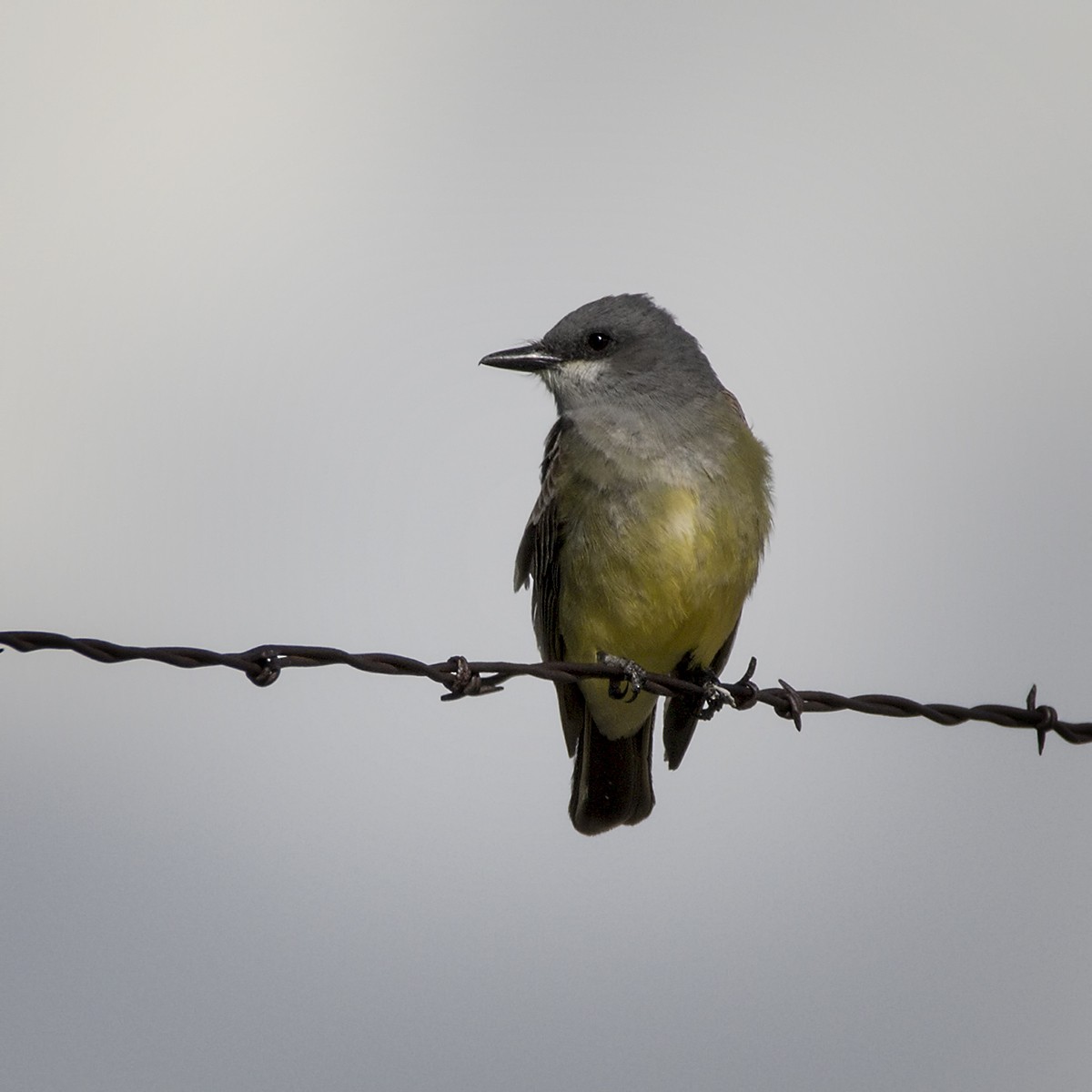 Cassin's Kingbird - Brian Peterson