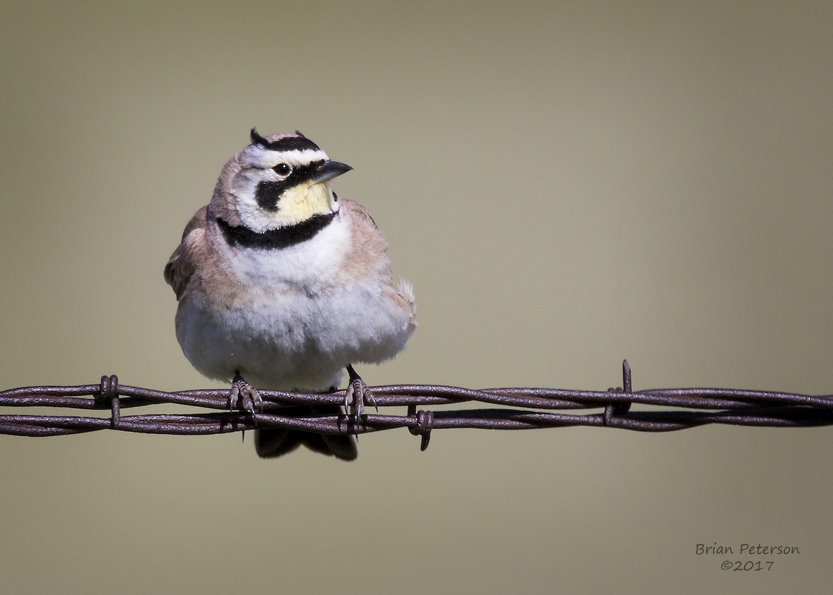 Horned Lark - ML60194731