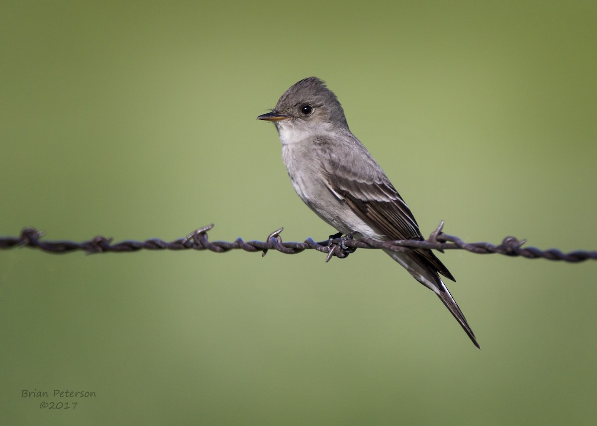 Western Wood-Pewee - Brian Peterson
