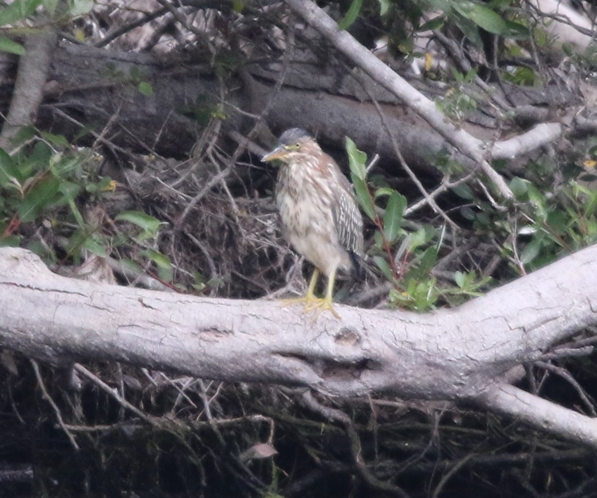 Green Heron - ML601947681