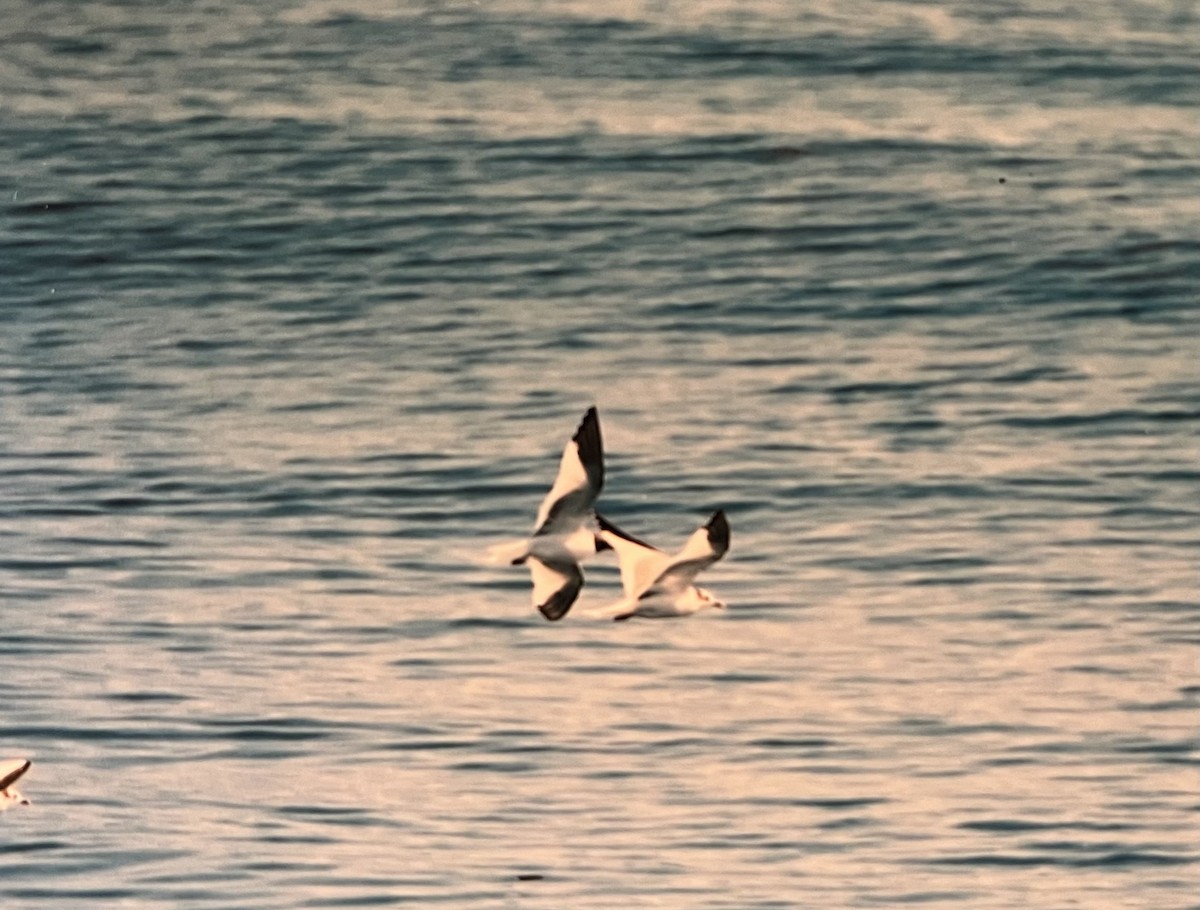 Gaviota de Sabine - ML601948001