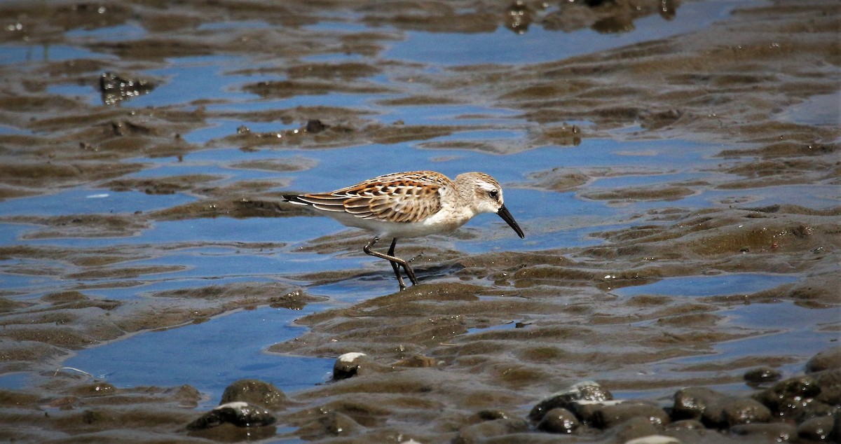 Western Sandpiper - Nels Nelson