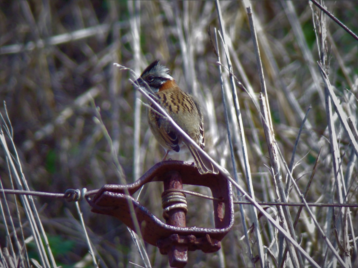 Rufous-collared Sparrow - ML601948701