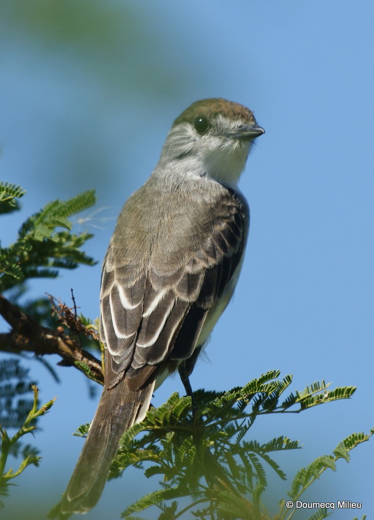 White-naped Xenopsaris - Ricardo  Doumecq Milieu