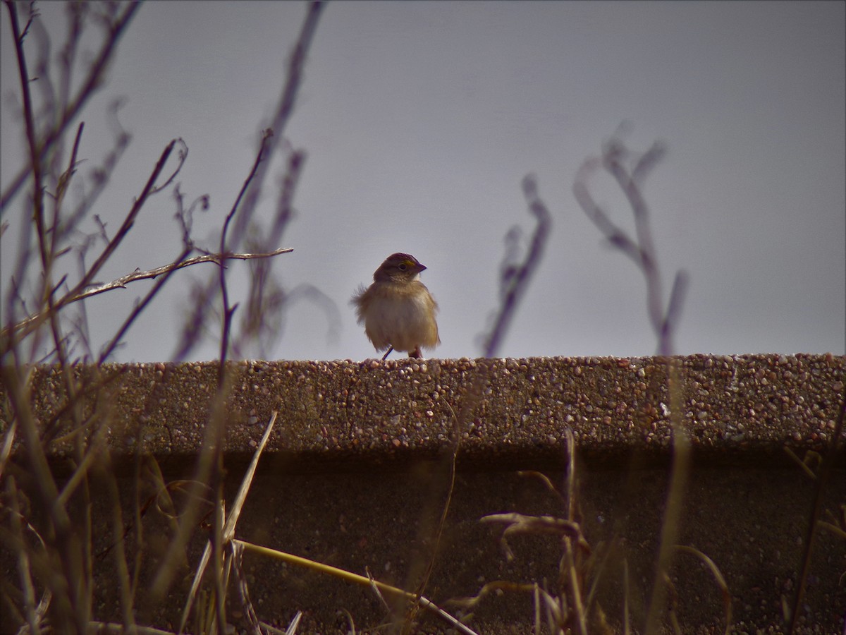 Grassland Sparrow - ML601949021