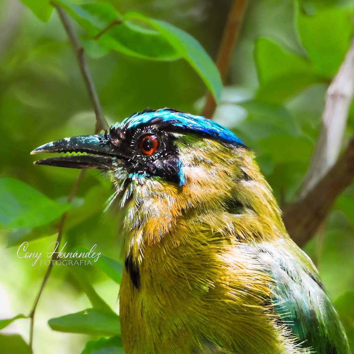 Lesson's Motmot - ML601949121