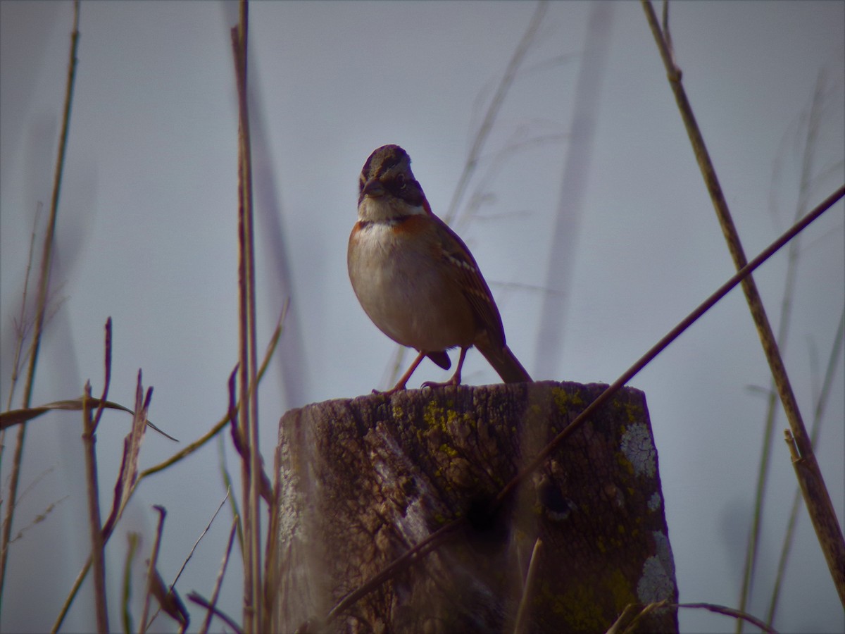 Rufous-collared Sparrow - ML601949271