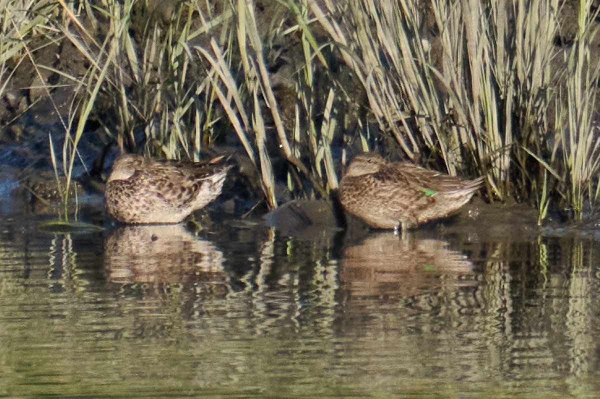 Green-winged Teal - ML601949741