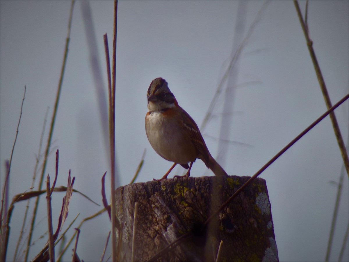 Rufous-collared Sparrow - ML601949921