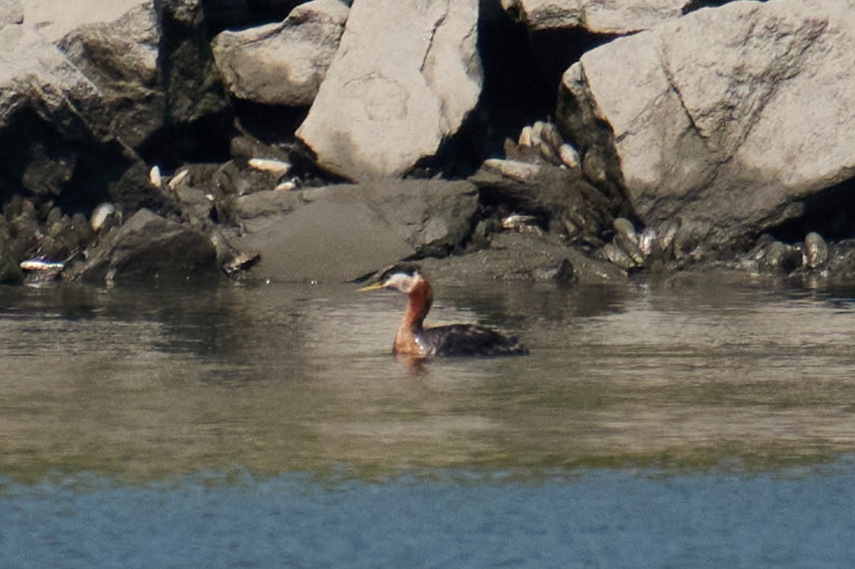 Red-necked Grebe - ML601950001