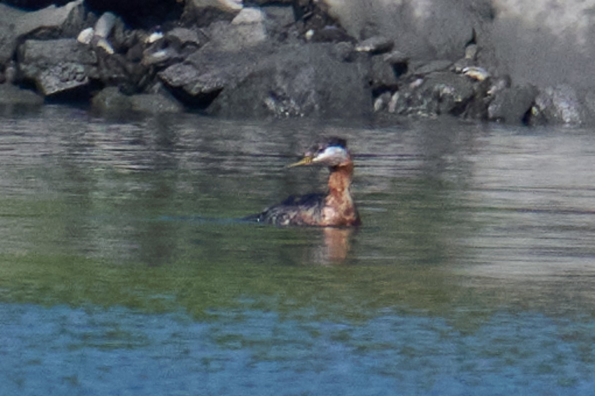 Red-necked Grebe - ML601950051