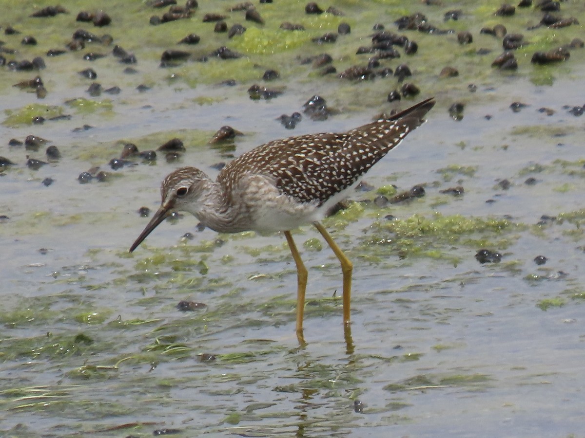 Lesser Yellowlegs - ML601950071