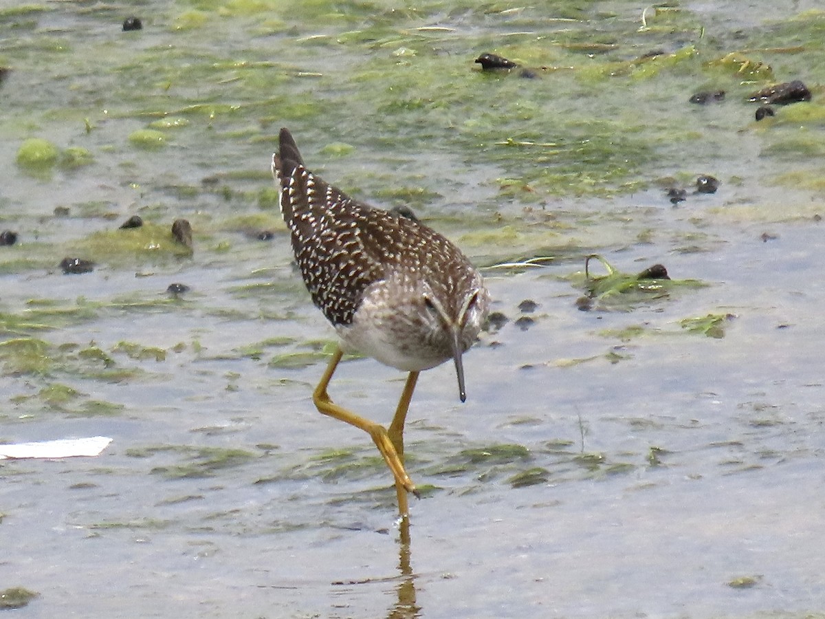 Lesser Yellowlegs - ML601950101