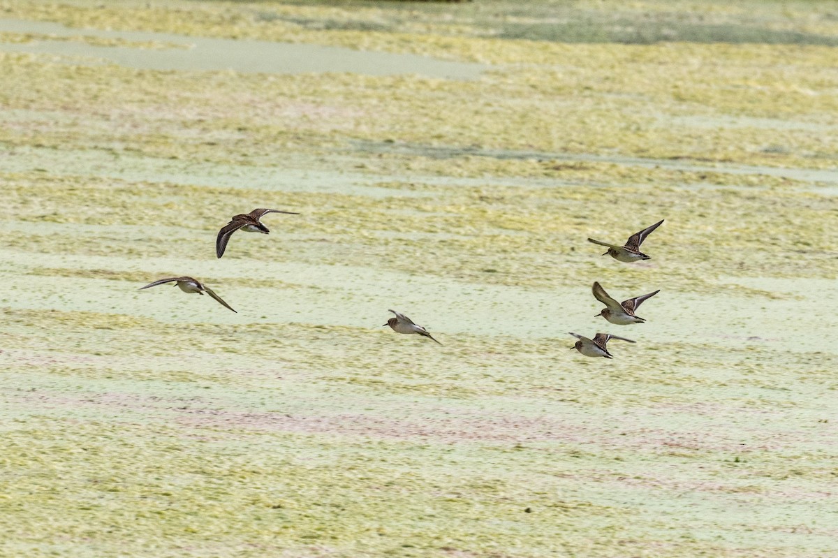 Western Sandpiper - ML601950191