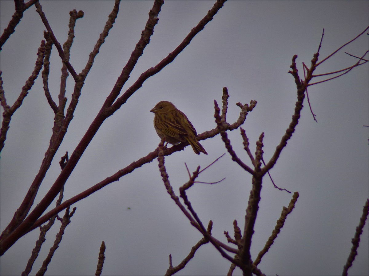 Saffron Finch - ML601950221