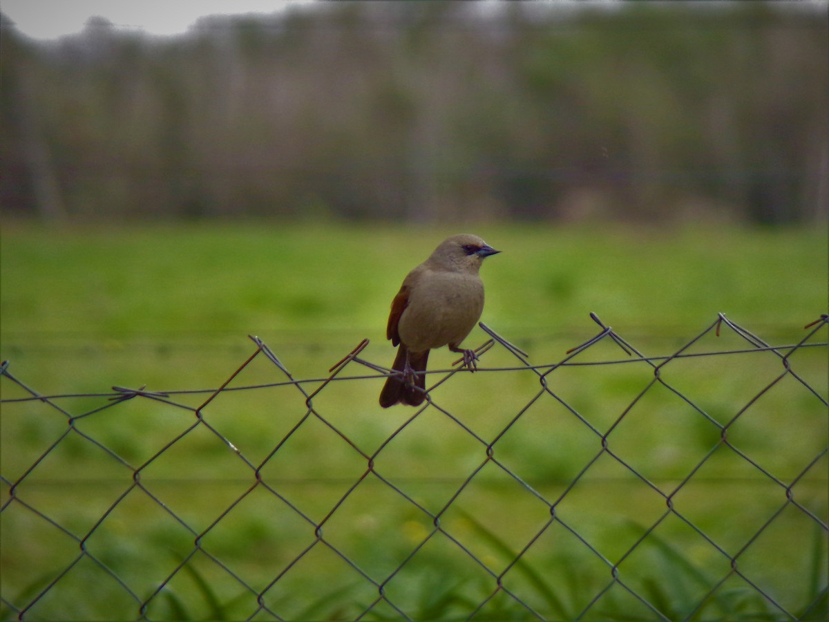 Grayish Baywing - ML601951111