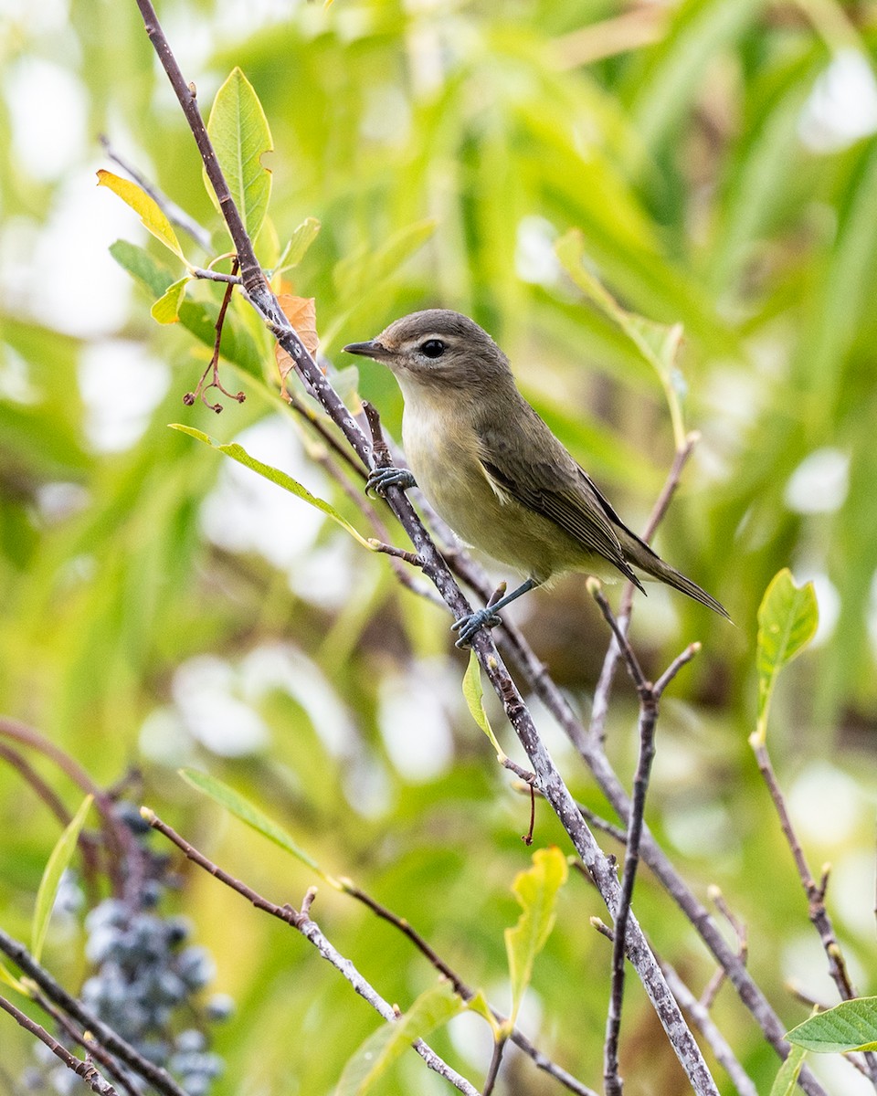 Western Warbling Vireo - ML601951271