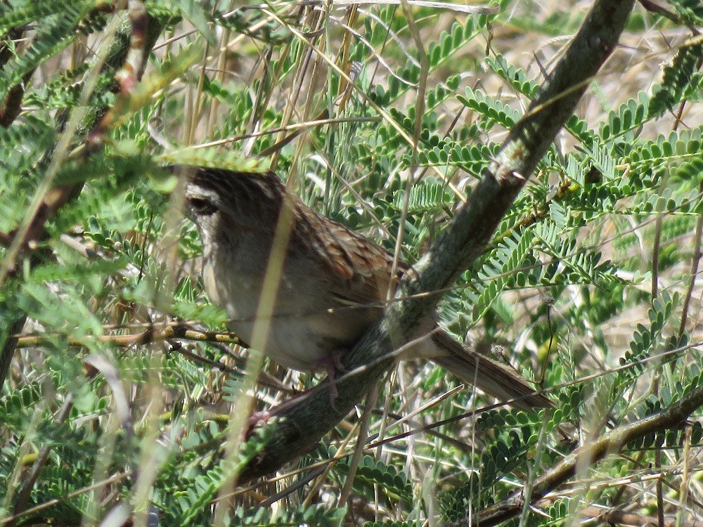 Botteri's Sparrow - ML60195201