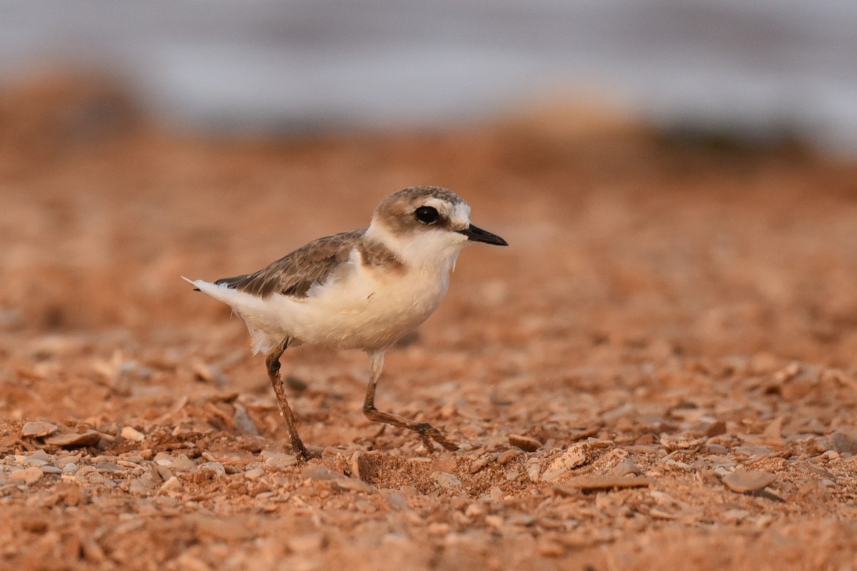 Kentish Plover - Christoph Randler