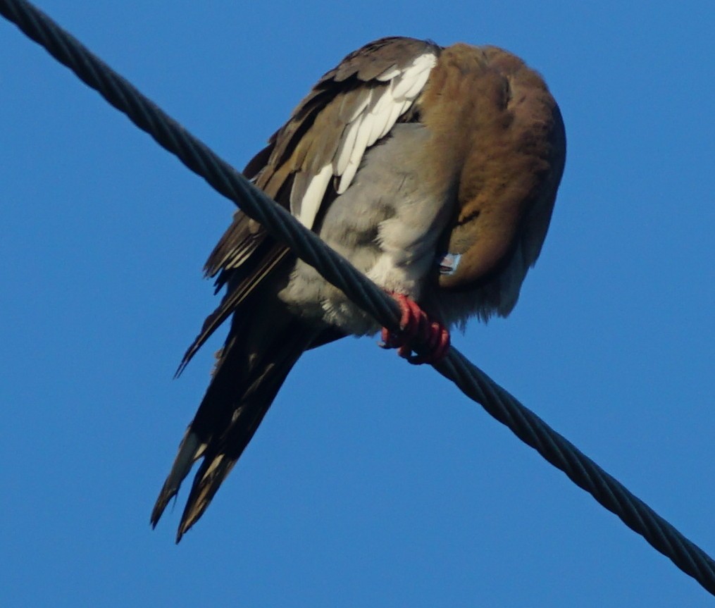 White-winged Dove - ML601953631