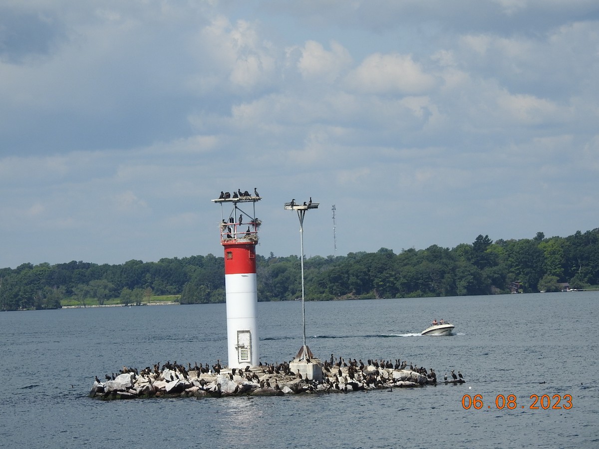 Double-crested Cormorant - ML601953691