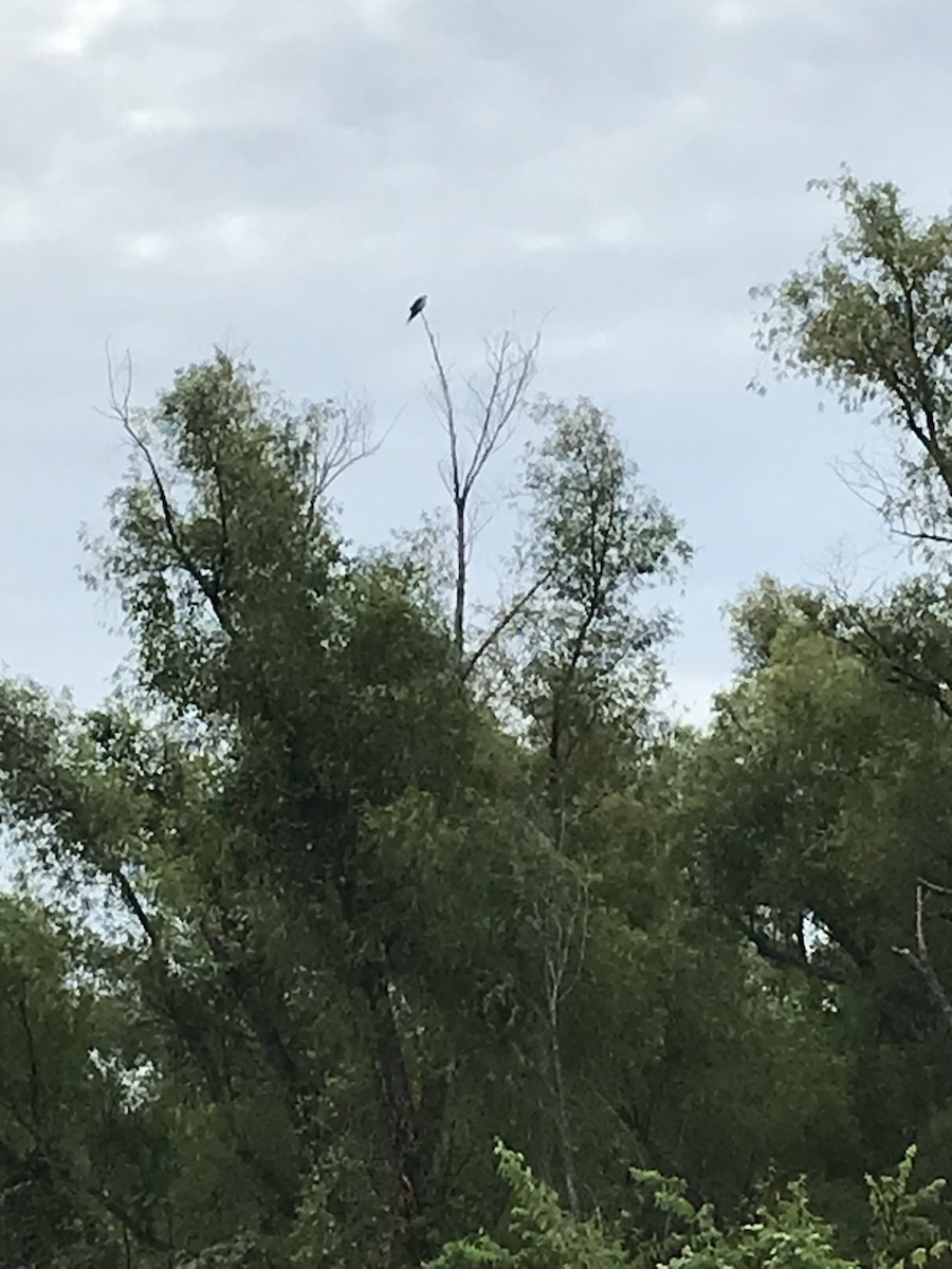 Swallow-tailed Kite - ML601954191