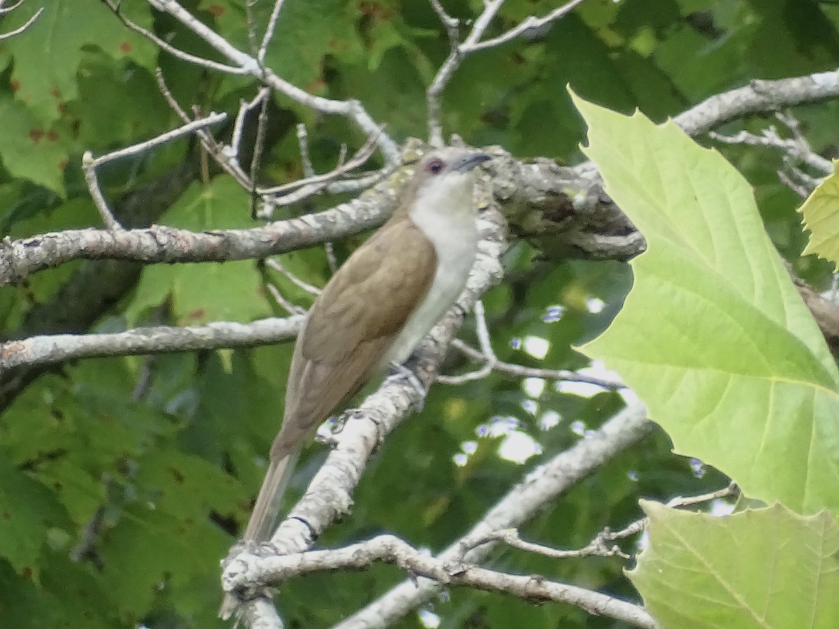 Black-billed Cuckoo - ML601955031